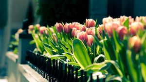 Preview wallpaper tulips, flowers, wall, bed, spring, sunny