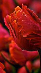 Preview wallpaper tulips, flowers, wavy, glade, drops, dew