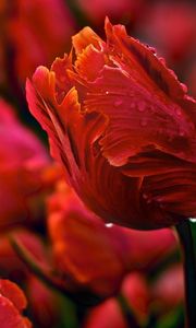 Preview wallpaper tulips, flowers, wavy, glade, drops, dew