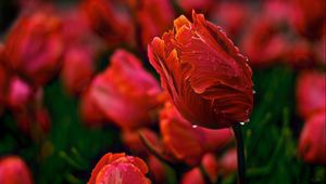 Preview wallpaper tulips, flowers, wavy, glade, drops, dew