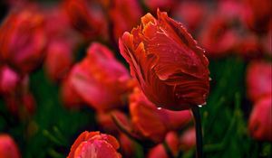 Preview wallpaper tulips, flowers, wavy, glade, drops, dew