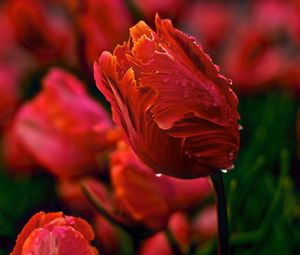 Preview wallpaper tulips, flowers, wavy, glade, drops, dew