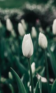 Preview wallpaper tulips, flowers, white, flowerbed, blooms, spring