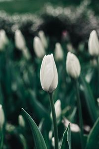 Preview wallpaper tulips, flowers, white, flowerbed, blooms, spring