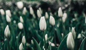 Preview wallpaper tulips, flowers, white, flowerbed, blooms, spring