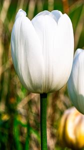 Preview wallpaper tulips, flowers, white, petals, plant