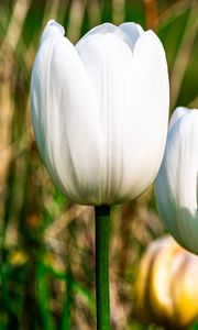 Preview wallpaper tulips, flowers, white, petals, plant