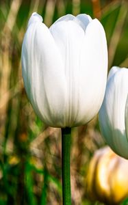 Preview wallpaper tulips, flowers, white, petals, plant