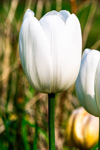 Preview wallpaper tulips, flowers, white, petals, plant