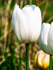 Preview wallpaper tulips, flowers, white, petals, plant