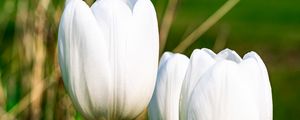 Preview wallpaper tulips, flowers, white, petals, plant