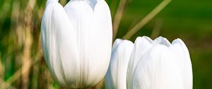 Preview wallpaper tulips, flowers, white, petals, plant