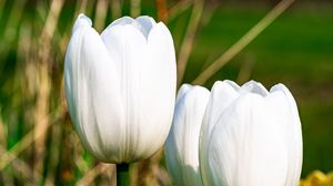 Preview wallpaper tulips, flowers, white, petals, plant