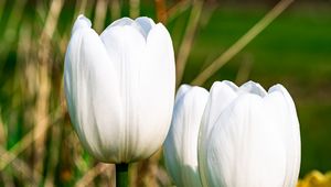 Preview wallpaper tulips, flowers, white, petals, plant