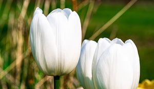 Preview wallpaper tulips, flowers, white, petals, plant