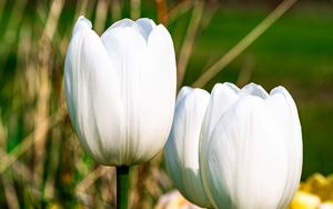 Preview wallpaper tulips, flowers, white, petals, plant