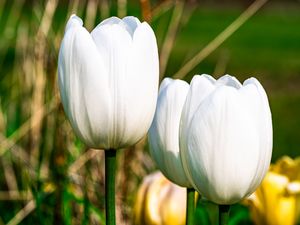 Preview wallpaper tulips, flowers, white, petals, plant
