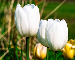 Preview wallpaper tulips, flowers, white, petals, plant