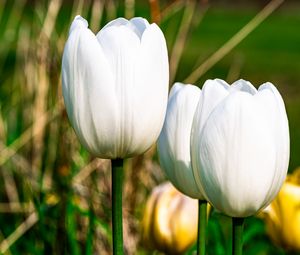 Preview wallpaper tulips, flowers, white, petals, plant