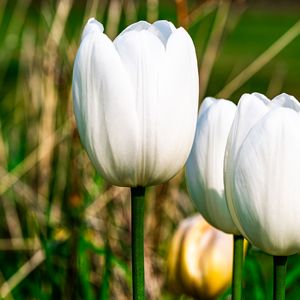 Preview wallpaper tulips, flowers, white, petals, plant