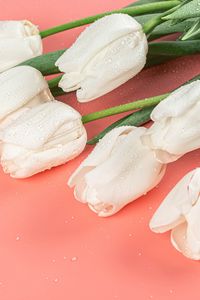 Preview wallpaper tulips, flowers, white, pink