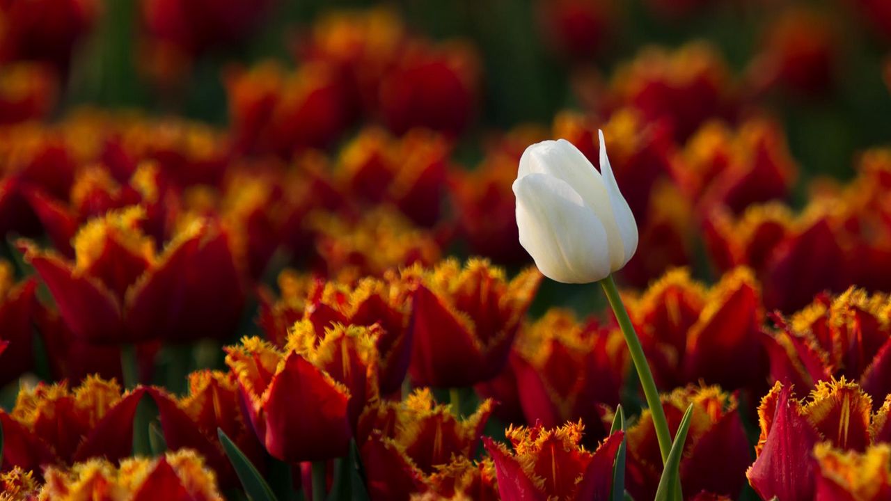 Wallpaper tulips, flowers, white, one