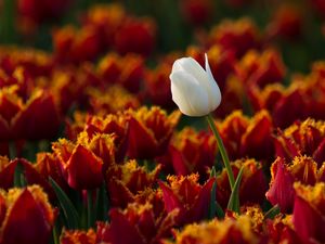 Preview wallpaper tulips, flowers, white, one