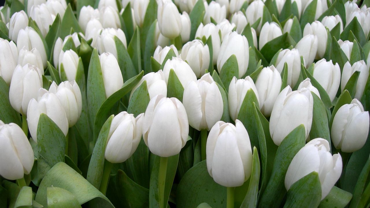 Wallpaper tulips, flowers, white, spring, beauty, herbs