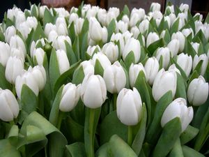 Preview wallpaper tulips, flowers, white, spring, beauty, herbs