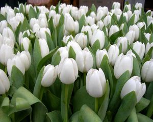 Preview wallpaper tulips, flowers, white, spring, beauty, herbs