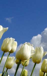 Preview wallpaper tulips, flowers, white, sky, clouds, spring