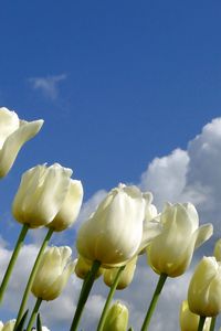 Preview wallpaper tulips, flowers, white, sky, clouds, spring
