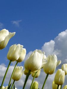 Preview wallpaper tulips, flowers, white, sky, clouds, spring