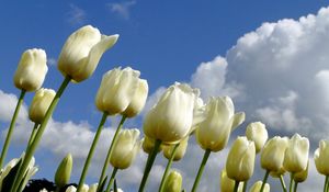 Preview wallpaper tulips, flowers, white, sky, clouds, spring