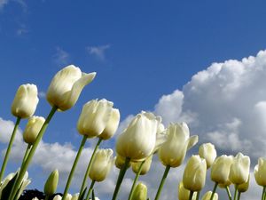 Preview wallpaper tulips, flowers, white, sky, clouds, spring