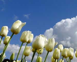 Preview wallpaper tulips, flowers, white, sky, clouds, spring