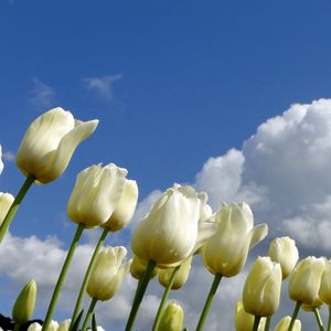 Preview wallpaper tulips, flowers, white, sky, clouds, spring