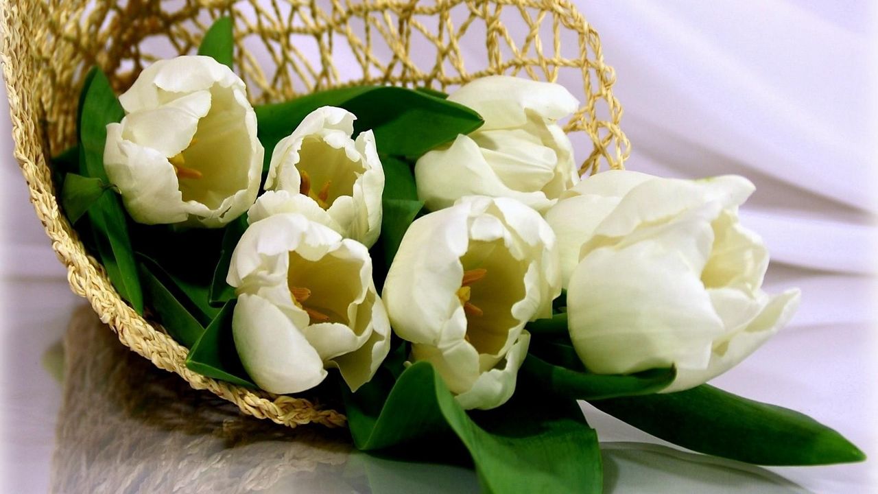 Wallpaper tulips, flowers, white, flower, weaving, bag