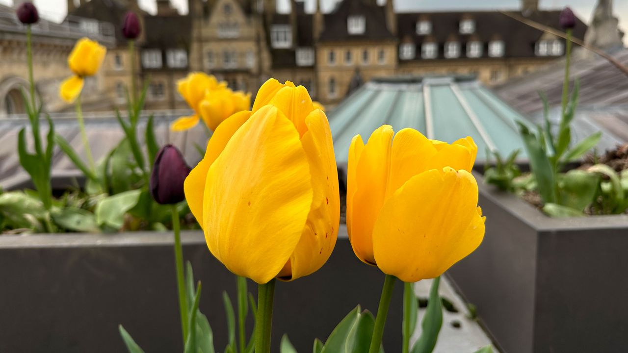 Wallpaper tulips, flowers, yellow, petals, buildings, blur