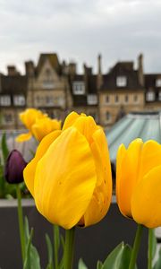 Preview wallpaper tulips, flowers, yellow, petals, buildings, blur