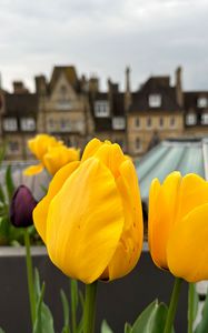 Preview wallpaper tulips, flowers, yellow, petals, buildings, blur