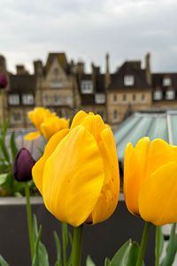 Preview wallpaper tulips, flowers, yellow, petals, buildings, blur