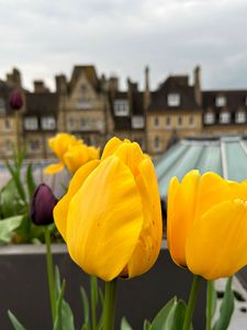 Preview wallpaper tulips, flowers, yellow, petals, buildings, blur