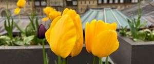 Preview wallpaper tulips, flowers, yellow, petals, buildings, blur