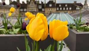 Preview wallpaper tulips, flowers, yellow, petals, buildings, blur