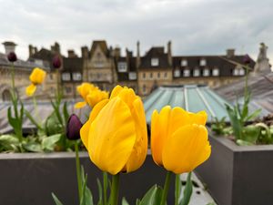 Preview wallpaper tulips, flowers, yellow, petals, buildings, blur