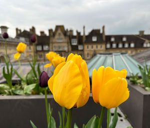 Preview wallpaper tulips, flowers, yellow, petals, buildings, blur