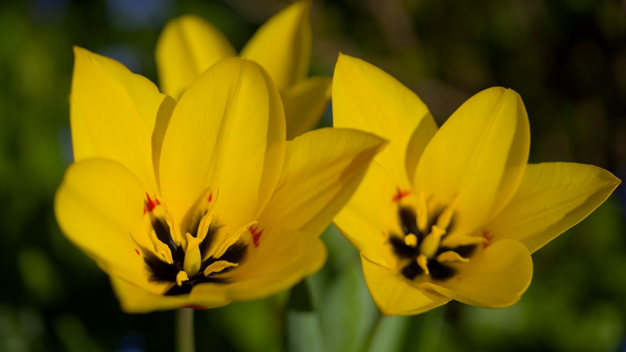 Wallpaper tulips, flowers, yellow, blur
