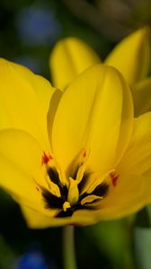 Preview wallpaper tulips, flowers, yellow, blur