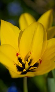 Preview wallpaper tulips, flowers, yellow, blur